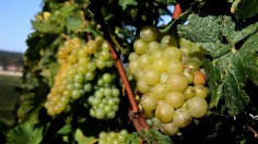 FRANCE-AGRICULTURE-HARVEST-CHAMPAGNE