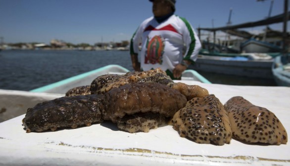 MEXICO-FISHING-CONSERVATION-SEA CUCUMBER