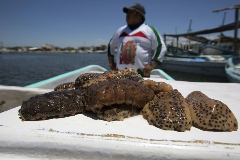 MEXICO-FISHING-CONSERVATION-SEA CUCUMBER