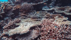 Mass Coral Bleaching
