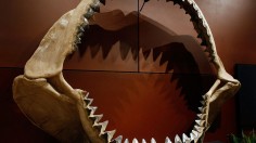 Tyrannosaurus Rex Skeleton To Be Auctioned Off In Las Vegas