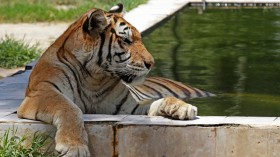 IRAQ-WEATHER-CLIMATE-HEAT-ANIMALS