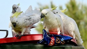 cockatoo