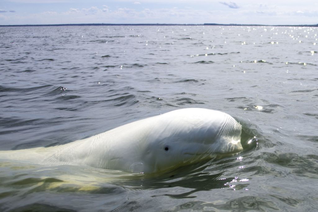 If Beluga Dies 