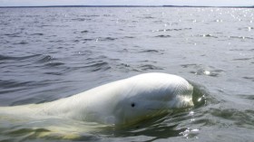 beluga whale