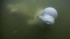 Beluga whale