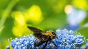 JAPAN-NATURE-BEE