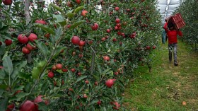 INDIA-KASHMIR-AGRICULTURE-APPLE