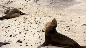 sea lions