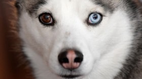 dogs's eyes