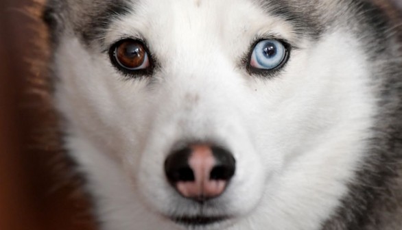 dogs's eyes