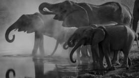 Drought Kills Elephants