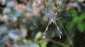 A female Nephila plumipes, Coastal Golden Orb Weaving Spider, in the Royal Botanic Gardens, Sydney, New South Wales, Australia.