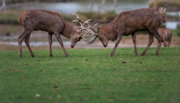 mating