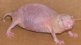 Naked Mole Rat