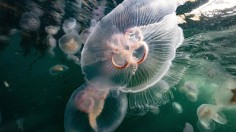 NORWAY-ENVIRONMENT-OCEAN-JELLYFISH-CLIMATE