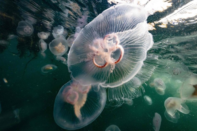 NORWAY-ENVIRONMENT-OCEAN-JELLYFISH-CLIMATE