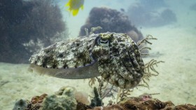 THAILAND-MARINE-NATURE