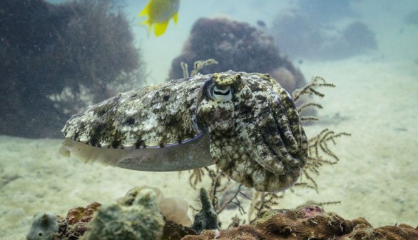 THAILAND-MARINE-NATURE