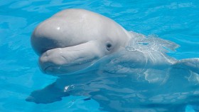 beluga whale