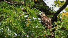 Hawk in Cincinnati, Ohio