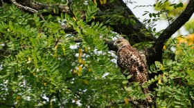 Hawk in Cincinnati, Ohio