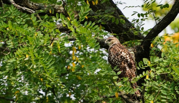 Hawk in Cincinnati, Ohio