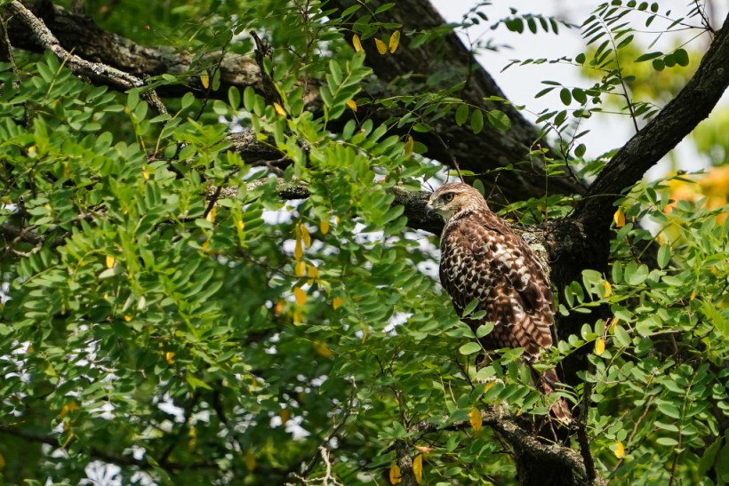 Evicting Animals From Buildings: How to Avoid or Resolve a Wildlife  Conflict: Living with Wildlife: Wildlife: Fish & Wildlife: Maine Dept of  Inland Fisheries and Wildlife