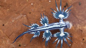 Glaucus Atlanticus