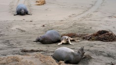 elephant seals