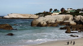 Boulders Beach Penguins Enter The Molting Season