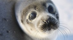 Canada Raises Quota For Controversial Seal Hunt