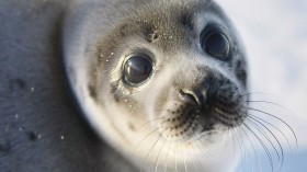 Canada Raises Quota For Controversial Seal Hunt
