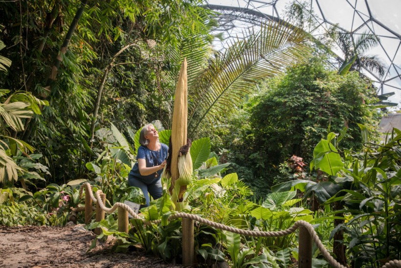 Giant Titan Arum Bloom Causes A Stink At The Eden Project