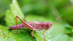 Pink Grasshopper