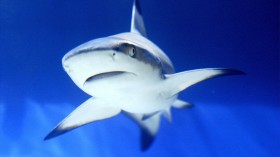 A shark is seen in an aquarium during th