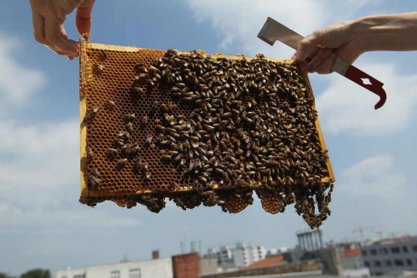 Urban Beekeeping Growing In Popularity