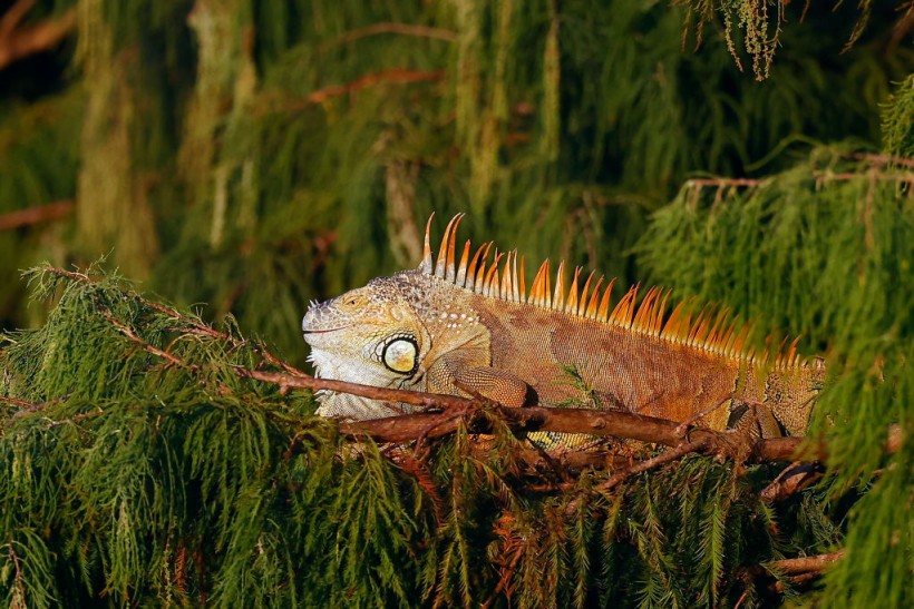 an example of an iguana 
