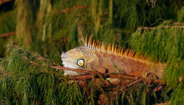 Iguana