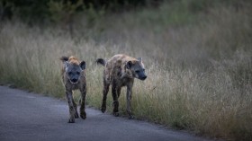 hyenas