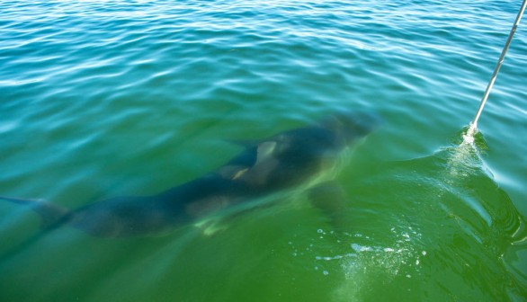 A photo of a shark