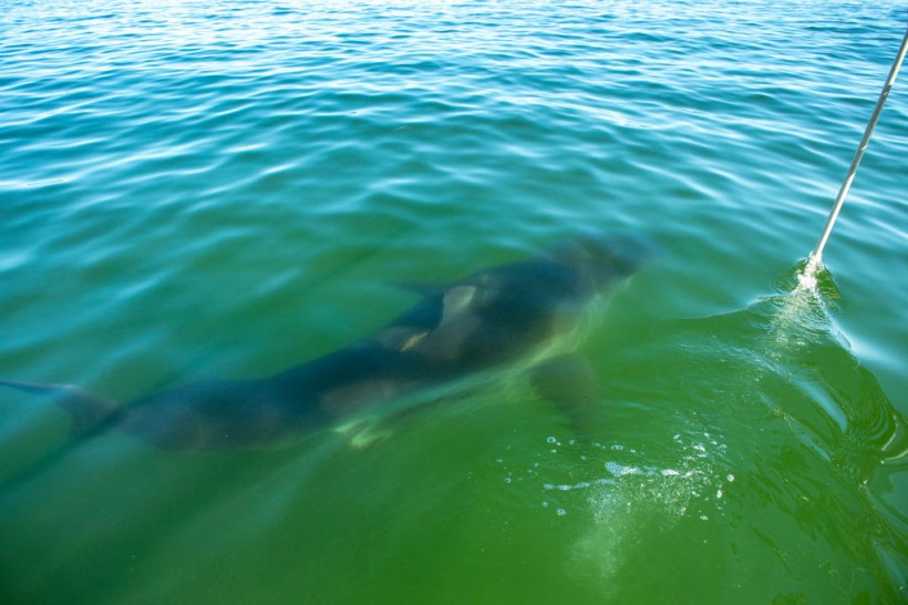 A photo of a shark