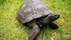 SAINTHELENA-CONSERVATION-ANIMAL