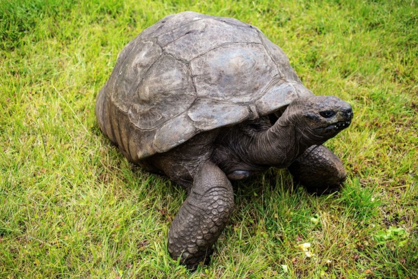 SAINTHELENA-CONSERVATION-ANIMAL