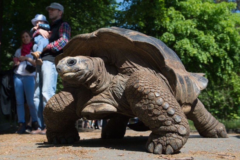 GERMANY-ANIMALS-ZOO-TORTOISE