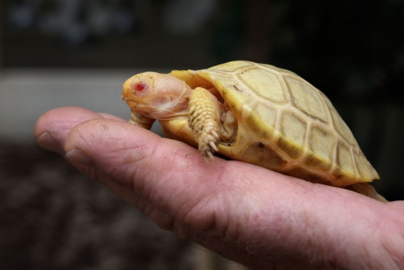 SWITZERLAND-ANIMAL-TURTLE