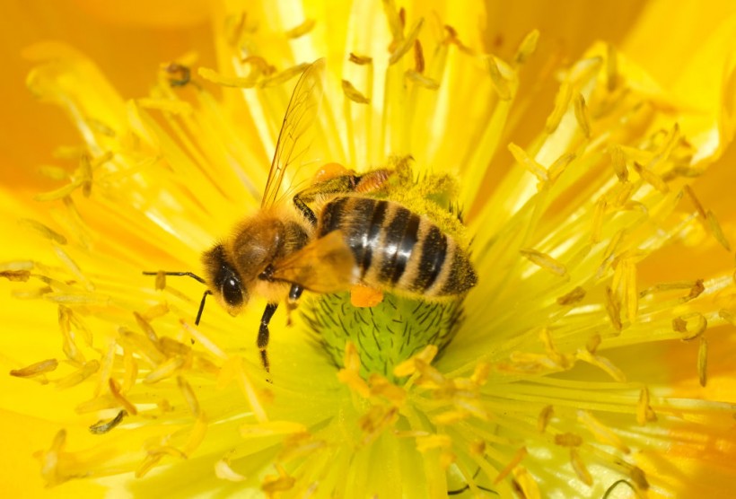 May 20 Is World Bee Day