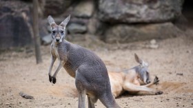 Kangaroos Dig Holes And Lie Down In Hangzhou Zoo