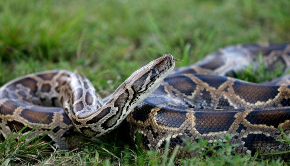 Burmese python