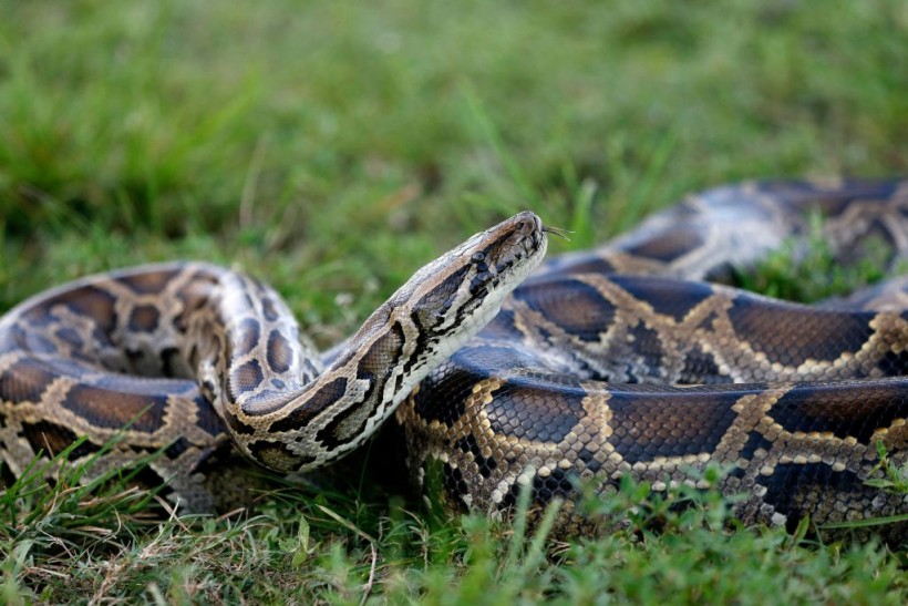 Burmese python